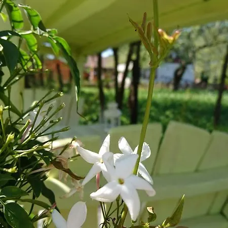 Doroga Dodomu Mykulychyn